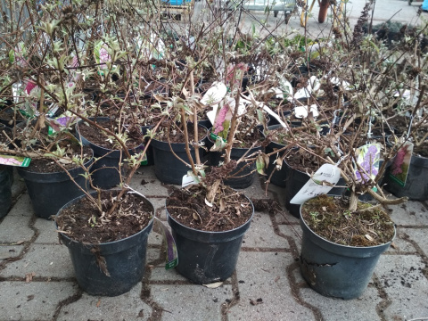 Budleja Dawida 'Black Knight'