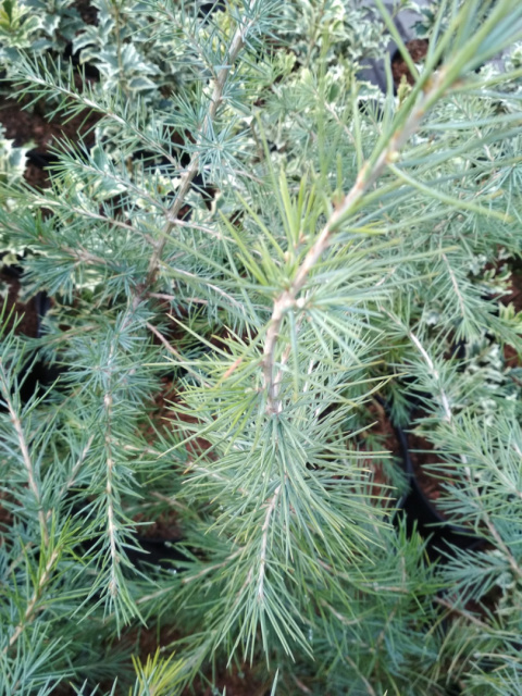 Cedr himalajski