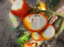 Help Plant Ca wapno 20ml