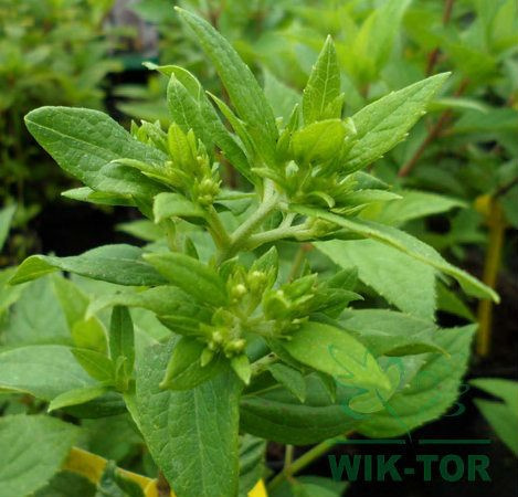 Hortensja bukietowa Little Lime pienna