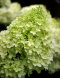 Hortensja bukietowa Little Lime