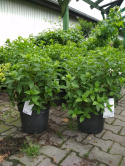 Hortensja bukietowa Little Lime