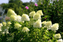 Hortensja bukietowa 'Polar Bear'
