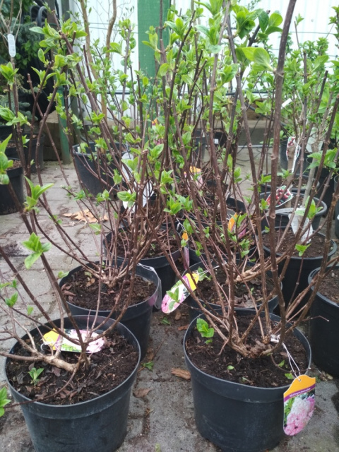 Hortensja bukietowa Sundae Fraise