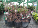 Hortensja bukietowa Wim's Red