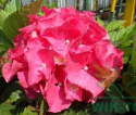 Hortensja ogrodowa różowa