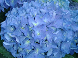 Hortensja ogrodowa niebieska