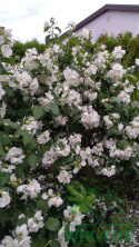 Jaśminowiec Snowbelle