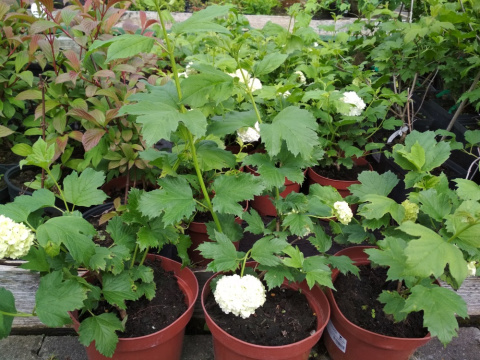 Kalina koralowa Roseum