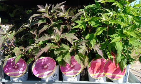 Ketmia bylinowa Hibiskus Summerific Midnight Marvel
