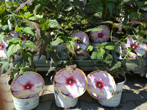 Ketmia bylinowa Hibiskus Summerific Spinderella