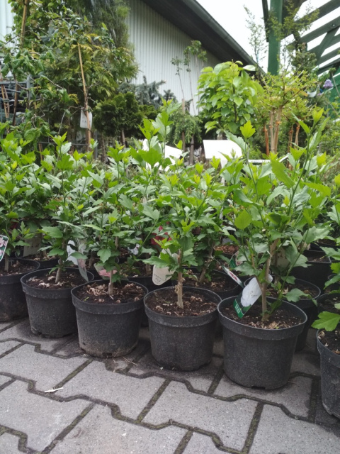 Ketmia hibiscus jasnoróżowy pełne kwiaty hibiskus