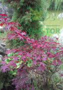 Klon palmowy Atropurpureum