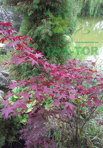 Klon palmowy Atropurpureum