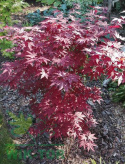Klon palmowy Atropurpureum