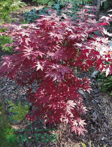 Klon palmowy Atropurpureum