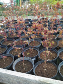 Klon palmowy Atropurpureum