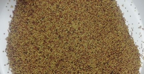 Koniczyna biała Grasslands Huia C1 500g