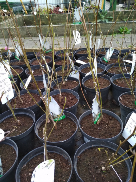 Magnolia Soulange'a 'Alba Superba'