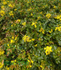 Mahonia pośrednia Winter Sun