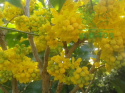 Mahonia pośrednia Winter Sun