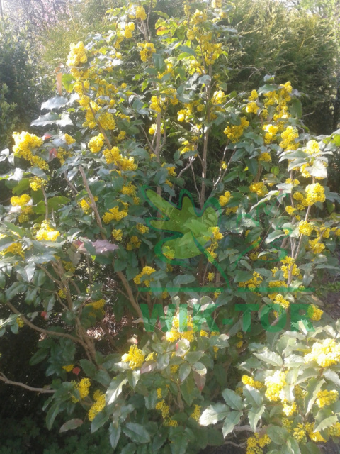 Mahonia pośrednia Winter Sun