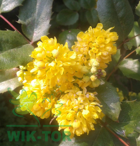 Mahonia pośrednia Winter Sun