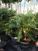 Mahonia pośrednia Winter Sun