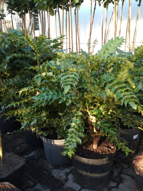 Mahonia pośrednia Winter Sun