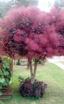 Perukowiec podolski Royal Purple