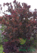 Perukowiec podolski Royal Purple