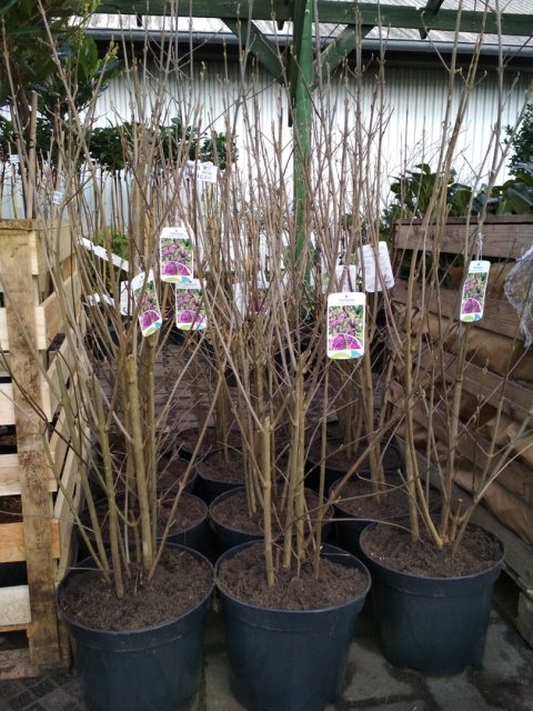 Pięknotka Bodiniera Callicarpa bodinieri