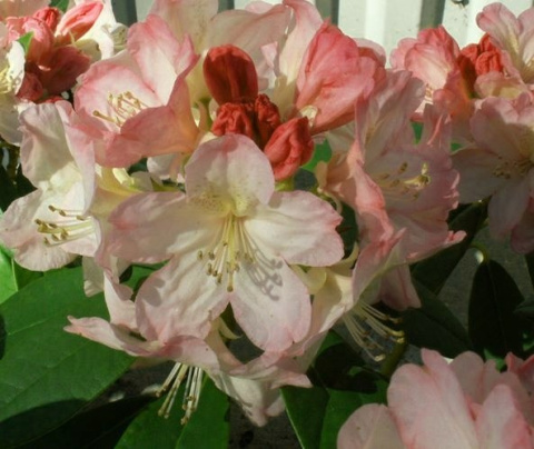 Różanecznik Flautando