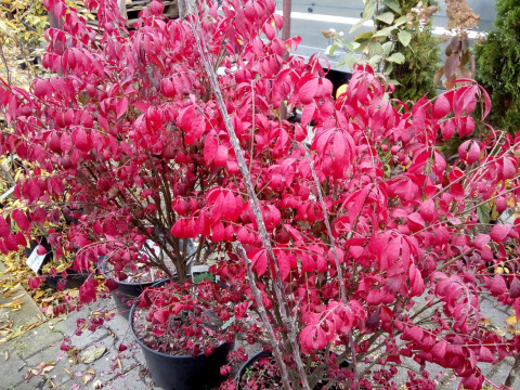 Trzmielina oskrzydlona 'Compactus'