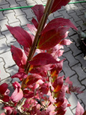 Trzmielina oskrzydlona 'Compactus'