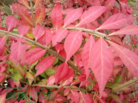Trzmielina oskrzydlona 'Compactus'