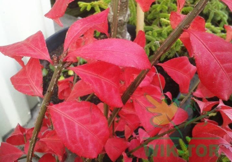 Trzmielina oskrzydlona 'Compactus'