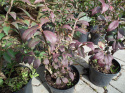 Trzmielina oskrzydlona 'Compactus'