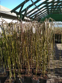 Wierzba Iwa Pendula
