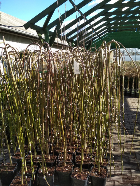 Wierzba Iwa Pendula