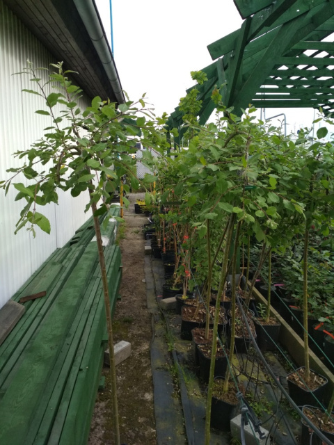 Wierzba Iwa Pendula