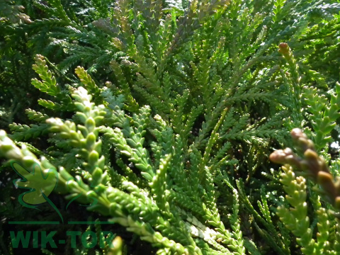 Żywotnikowiec japoński Nana
