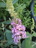 Budleja Dawida 'Lavender Cupcake'