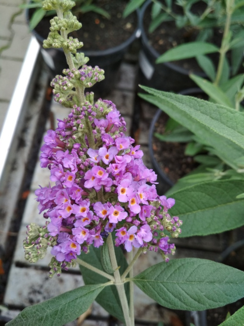 Budleja Dawida 'Lavender Cupcake'