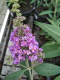 Budleja Dawida 'Lavender Cupcake'