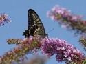 Budleja Dawida 'Free Petite Dark Pink'