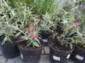 Budleja Dawida 'Free Petite Dark Pink'