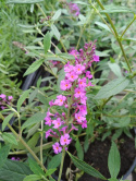 Budleja Dawida 'Free Petite Dark Pink'