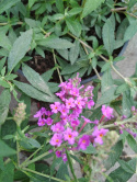 Budleja Dawida 'Free Petite Dark Pink'