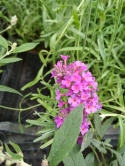 Budleja Dawida 'Free Petite Dark Pink'